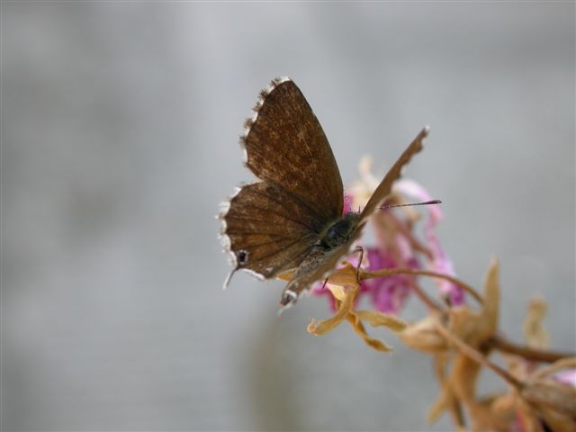 Cacyreus marshalli